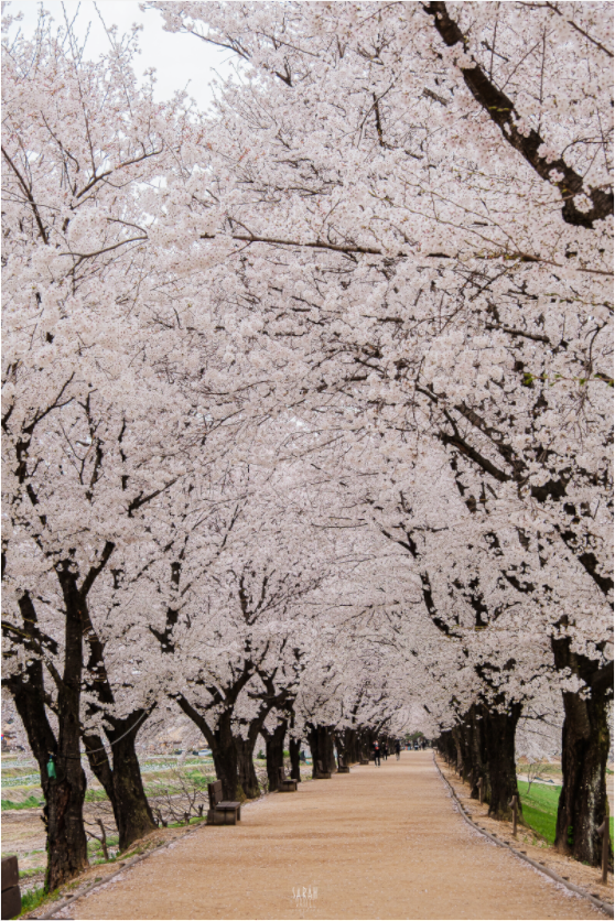 Photographe Sarah Varlet - Voyage Corée du sud Seoul Busan Temple Gyeongju cerisiers sakura - Tirage photo Décoration