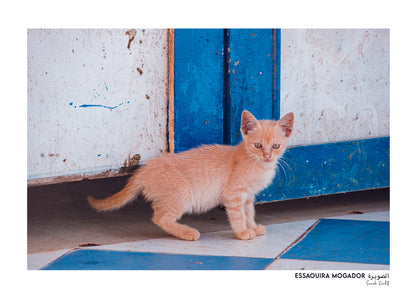 Sarah Varlet - Photo Affiche Poster - Décoration - Maroc - Voyage - Chat - Carte Postale - Essaouira