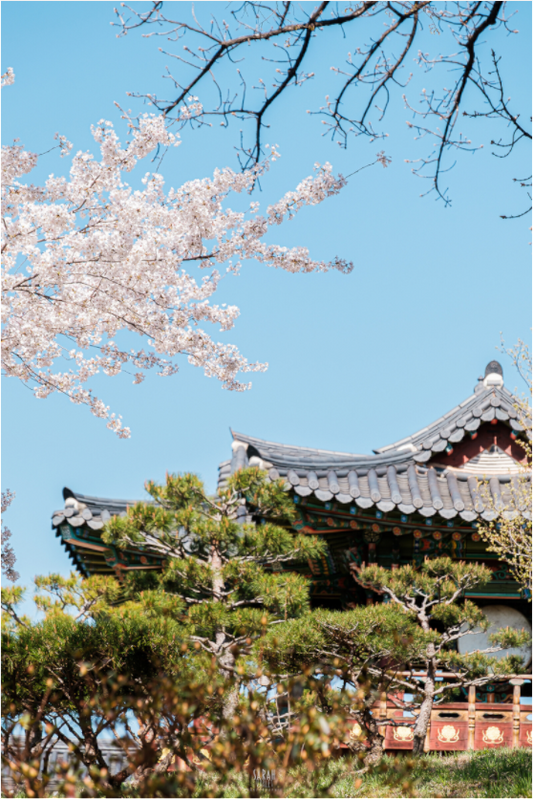 Photographe Sarah Varlet - Voyage Corée du sud Seoul Busan Temple Gyeongju cerisiers sakura - Tirage photo Décoration
