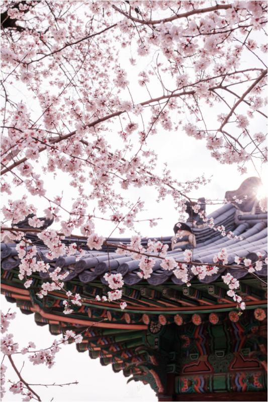 Photographe Sarah Varlet - Voyage Corée du sud Seoul Busan Temple Gyeongju cerisiers sakura - Tirage photo Décoration