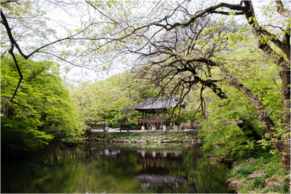 Photographe Sarah Varlet - Voyage Corée du sud Seoul Busan Temple Gyeongju cerisiers sakura - Tirage photo Décoration