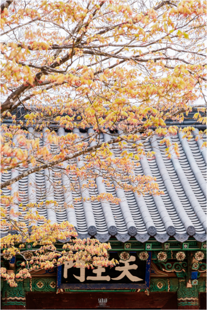Photographe Sarah Varlet - Voyage Corée du sud Seoul Busan Temple Gyeongju cerisiers sakura - Tirage photo Décoration