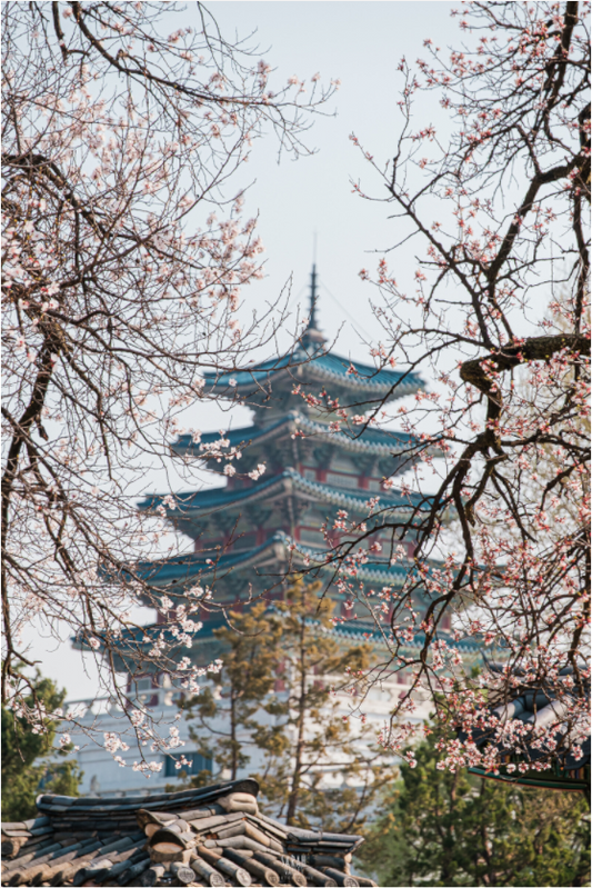 Photographe Sarah Varlet - Voyage Corée du sud Seoul Busan Temple Gyeongju cerisiers sakura - Tirage photo Décoration