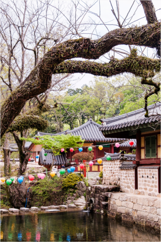 Photographe Sarah Varlet - Voyage Corée du sud Seoul Busan Temple Gyeongju cerisiers sakura - Tirage photo Décoration