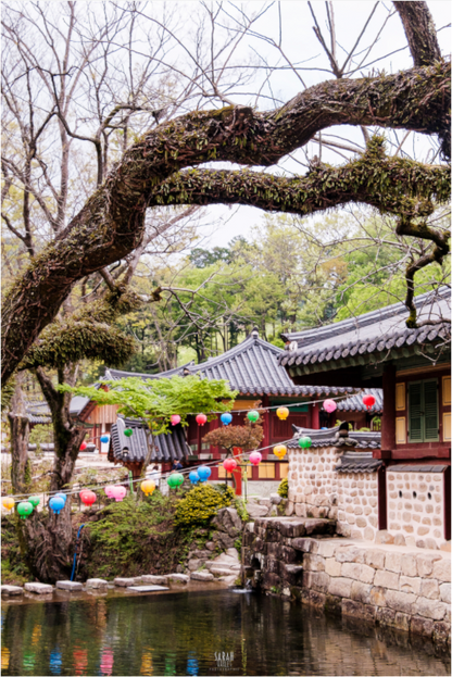 Photographe Sarah Varlet - Voyage Corée du sud Seoul Busan Temple Gyeongju cerisiers sakura - Tirage photo Décoration