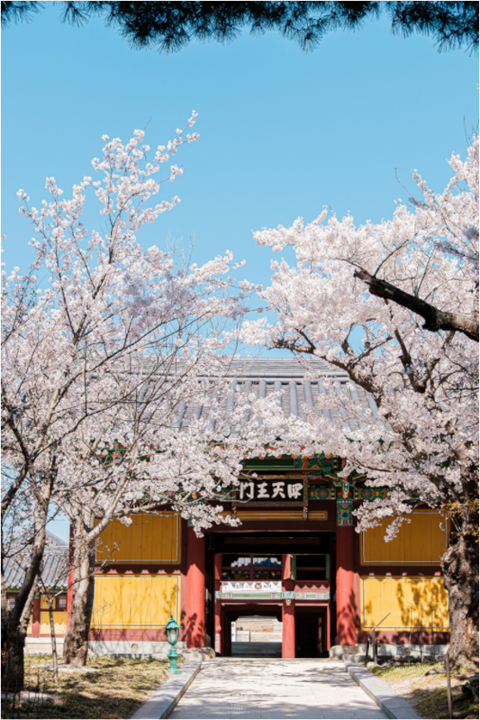 Photographe Sarah Varlet - Voyage Corée du sud Seoul Busan Temple Gyeongju cerisiers sakura - Tirage photo Décoration