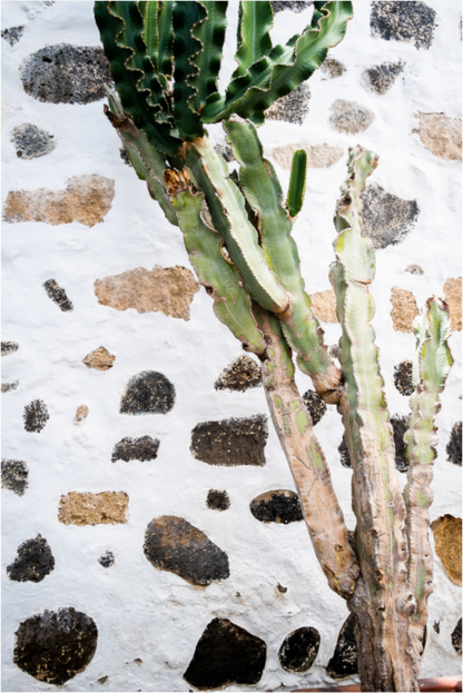 Sarah Varlet - Photo Affiche Poster - Décoration - Paysage - Lanzarote cactus