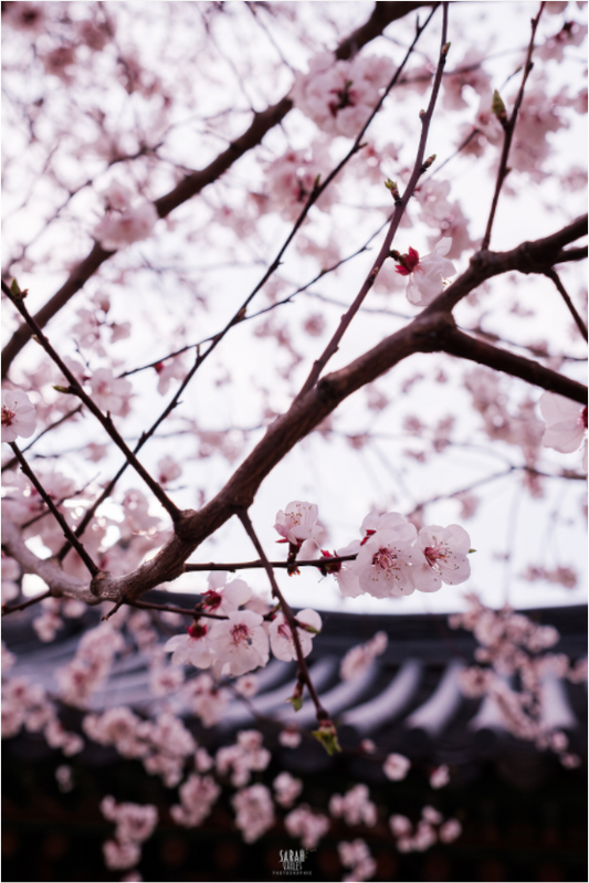 Photographe Sarah Varlet - Voyage Corée du sud Seoul Busan Temple Gyeongju cerisiers sakura - Tirage photo Décoration