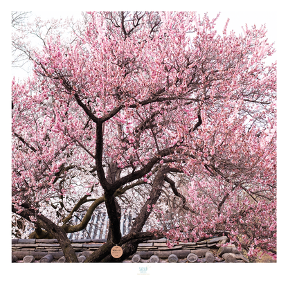 Photographe sarah Varlet Carte Postale Corée du Sud Séoul Palais de Changdeokgung - Printemps FLeurs