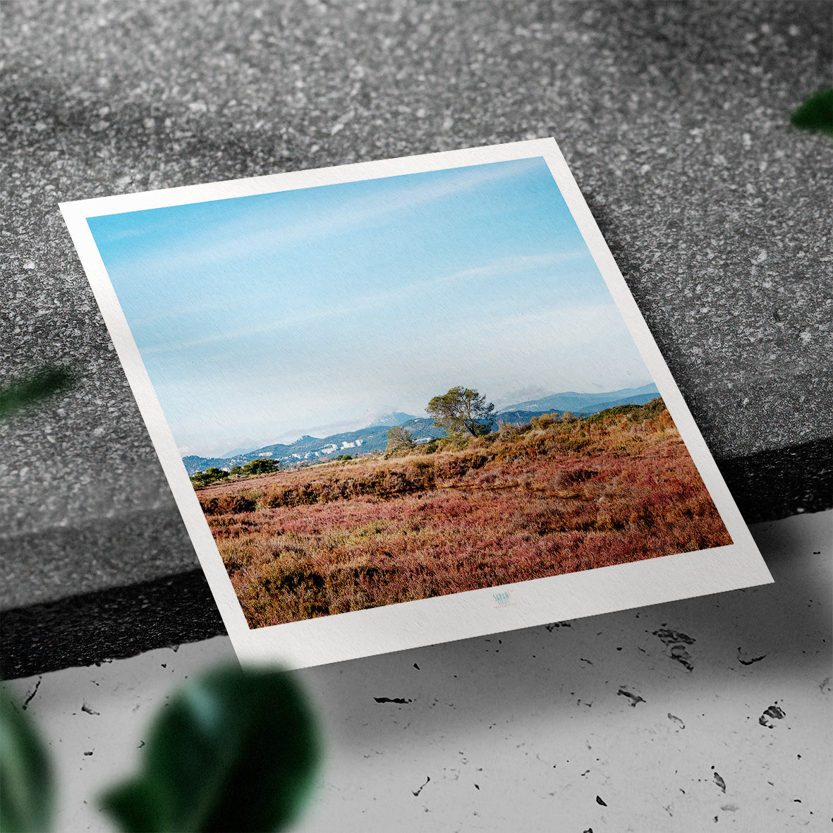 Essaouira Postcard