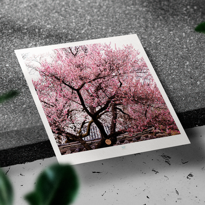 Photographe sarah Varlet Carte Postale Corée du Sud Séoul Palais de Changdeokgung - Printemps FLeurs