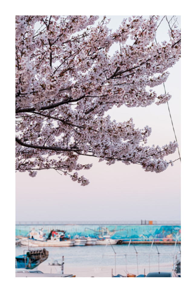 Photo Corée du Sud Sokcho au coucher de soleil avec les cerisiers en fleur