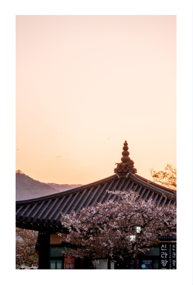 Photo Corée du Sud Coucher de soleil à Gyeongju avec les cerisiers en fleur 