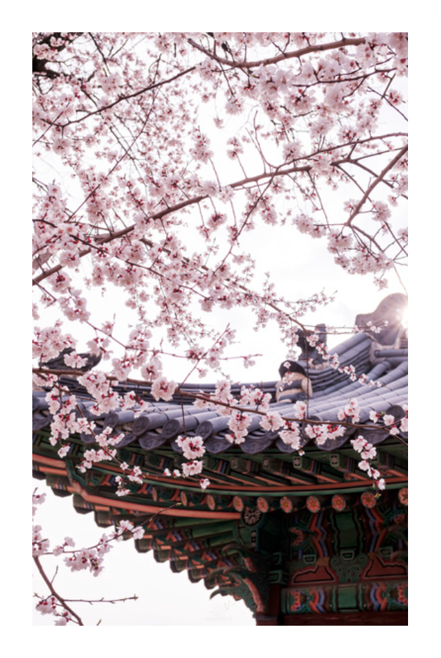 Photo Corée du Sud Temple cerisiers en fleur Sakura Seoul