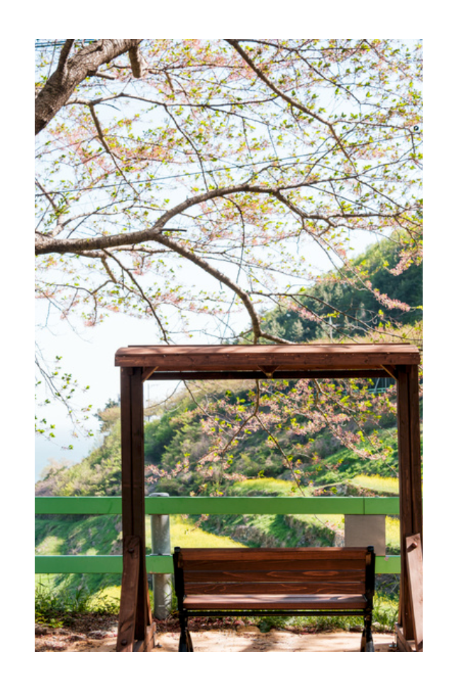Photo Corée du Sud Paysage Namhae Cerisier en fleur