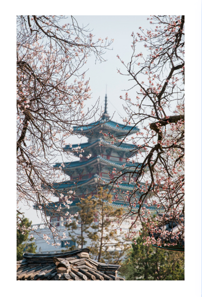 Photo Corée du Sud  Séoul Pagode avec les cerisiers en fleurs
