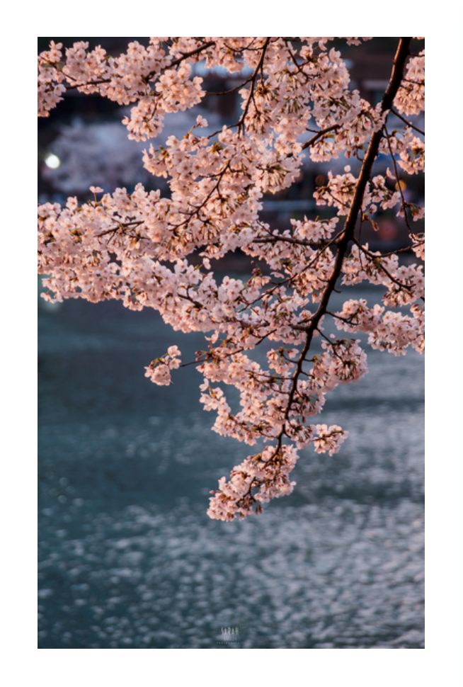 Photo Corée du Sud Cerisiers en Fleur Printemps Séoul Lac de Seokchon 