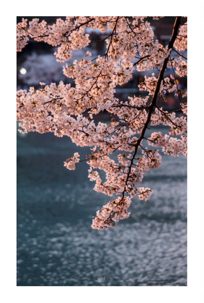 Photo Corée du Sud Cerisiers en Fleur Printemps Séoul Lac de Seokchon 
