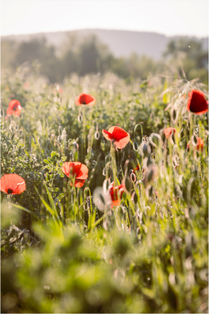 Sarah Varlet - Photo Affiche Poster - Décoration - nature coquelicots