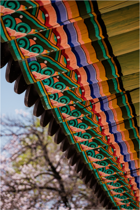 Photographe Sarah Varlet - Voyage Corée du sud Seoul Busan Temple Gyeongju cerisiers sakura - Tirage photo Décoration