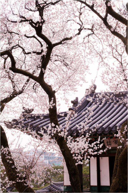 Photographe Sarah Varlet - Voyage Corée du sud Seoul Busan Temple Gyeongju cerisiers sakura - Tirage photo Décoration