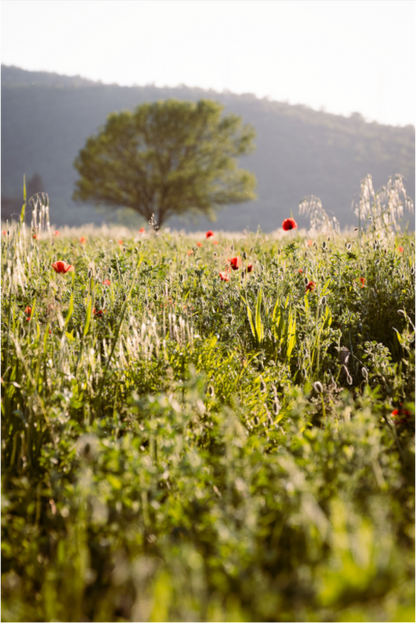 Sarah Varlet - Photo Affiche Poster - Décoration - nature coquelicots