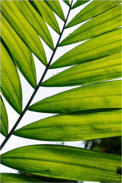 Sarah Varlet - Photo Affiche Poster - Décoration - Paysage - Mer - Seychelles