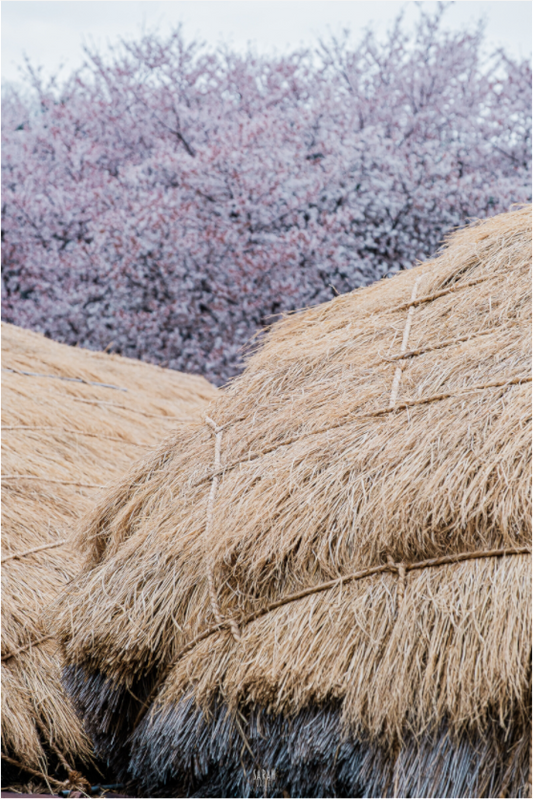 Photographe Sarah Varlet - Voyage Corée du sud Seoul Busan Temple Gyeongju cerisiers sakura - Tirage photo Décoration