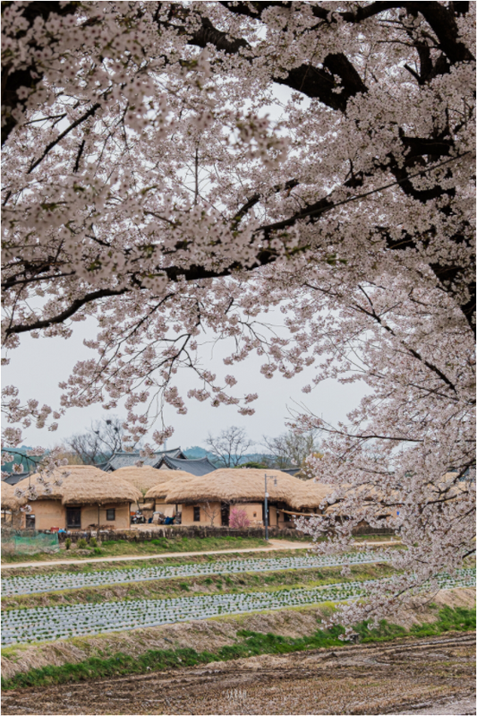 Photographe Sarah Varlet - Voyage Corée du sud Seoul Busan Temple Gyeongju cerisiers sakura - Tirage photo Décoration