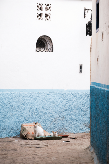 Photographe Sarah Varlet Décoration Print Affiche Poster Essaouira Maroc Rue Blanc et bleu Minimalisme Chat