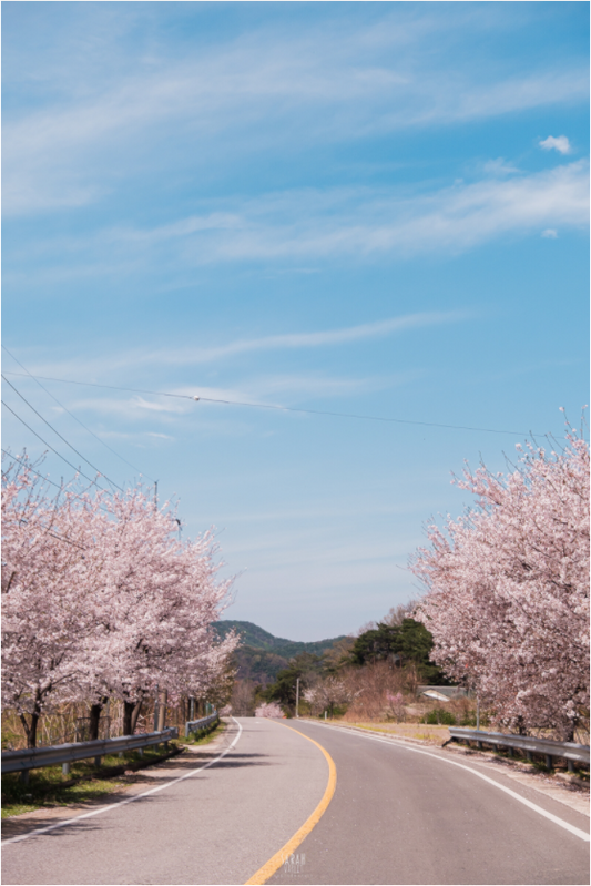 Photographe Sarah Varlet - Voyage Corée du sud Seoul Busan Temple Gyeongju cerisiers sakura - Tirage photo Décoration