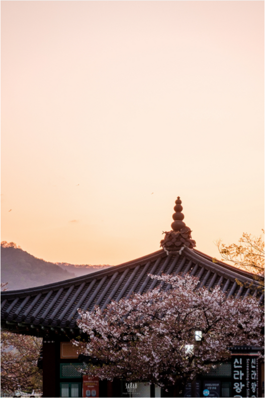 Photographe Sarah Varlet - Voyage Corée du sud Seoul Busan Temple Gyeongju cerisiers sakura - Tirage photo Décoration