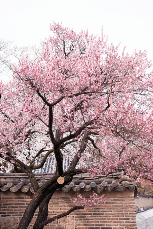 Photographe Sarah Varlet - Voyage Corée du sud Seoul Busan Temple Gyeongju cerisiers sakura - Tirage photo Décoration